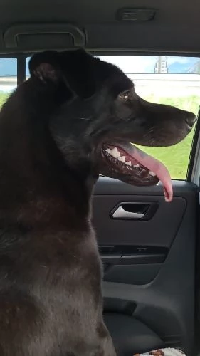 Logo da Charles Santos