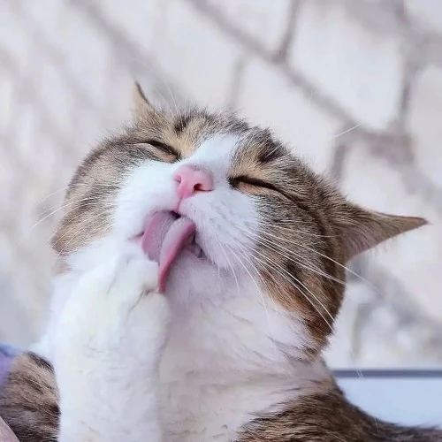 Logo da Daiane Padilha