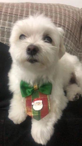 Logo da Pipoca Colecionáveis